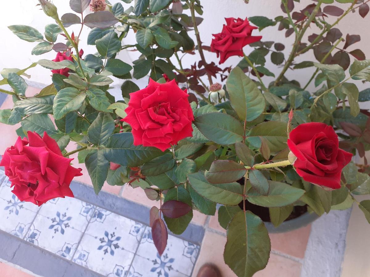 17 Flats And Roof Garden Apartment Athen